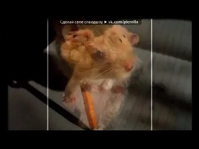 Хомяк под скрипку