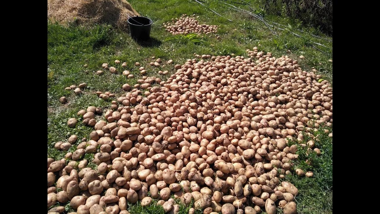 Сколько нужно картошки на сотку. Много картошки. Большая куча картошки. Урожайность картофеля. Урожай картошки с одной сотки.