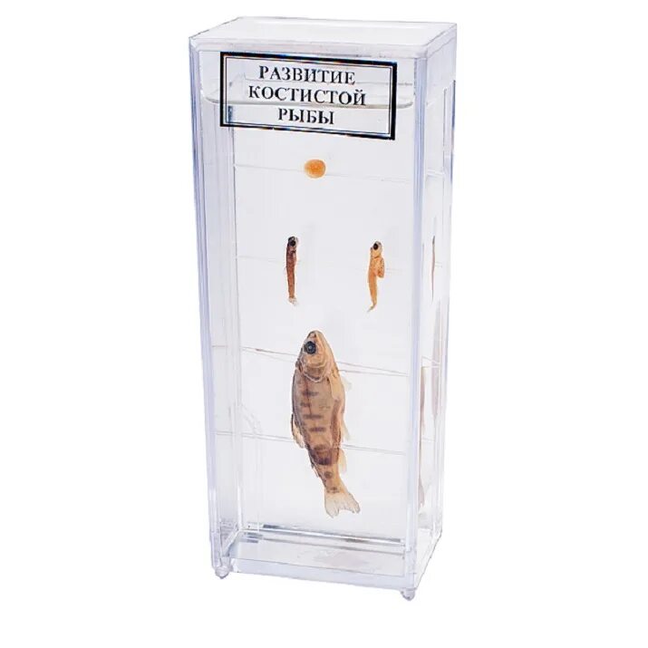 Влажный препарат внутреннее строение птицы. Влажный препарат карась. Влажный препарат "развитие костистой рыбы". Влажный препарат внутреннее строение рыбы. Влажный препарат внутреннее строение крысы.