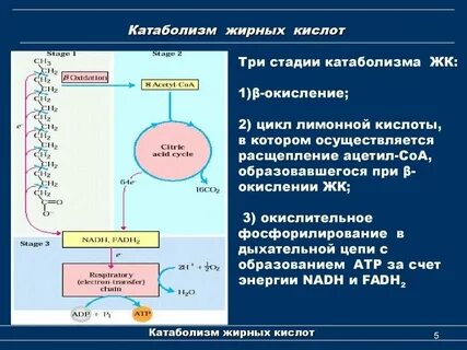 Синтез и транспорт углеводов и липидов
