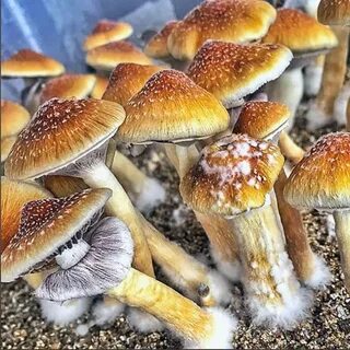Golden teacher