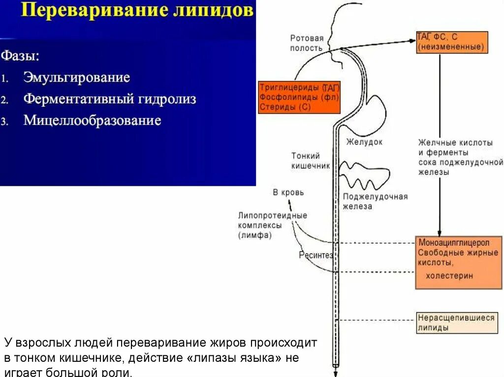 На какие мономеры распадаются белки перед всасыванием. Этапы переваривания и всасывания липидов. Схема переваривания липидов. Первый этап переваривания липидов в кишечнике. Переваривание и всасывание липидов схема.