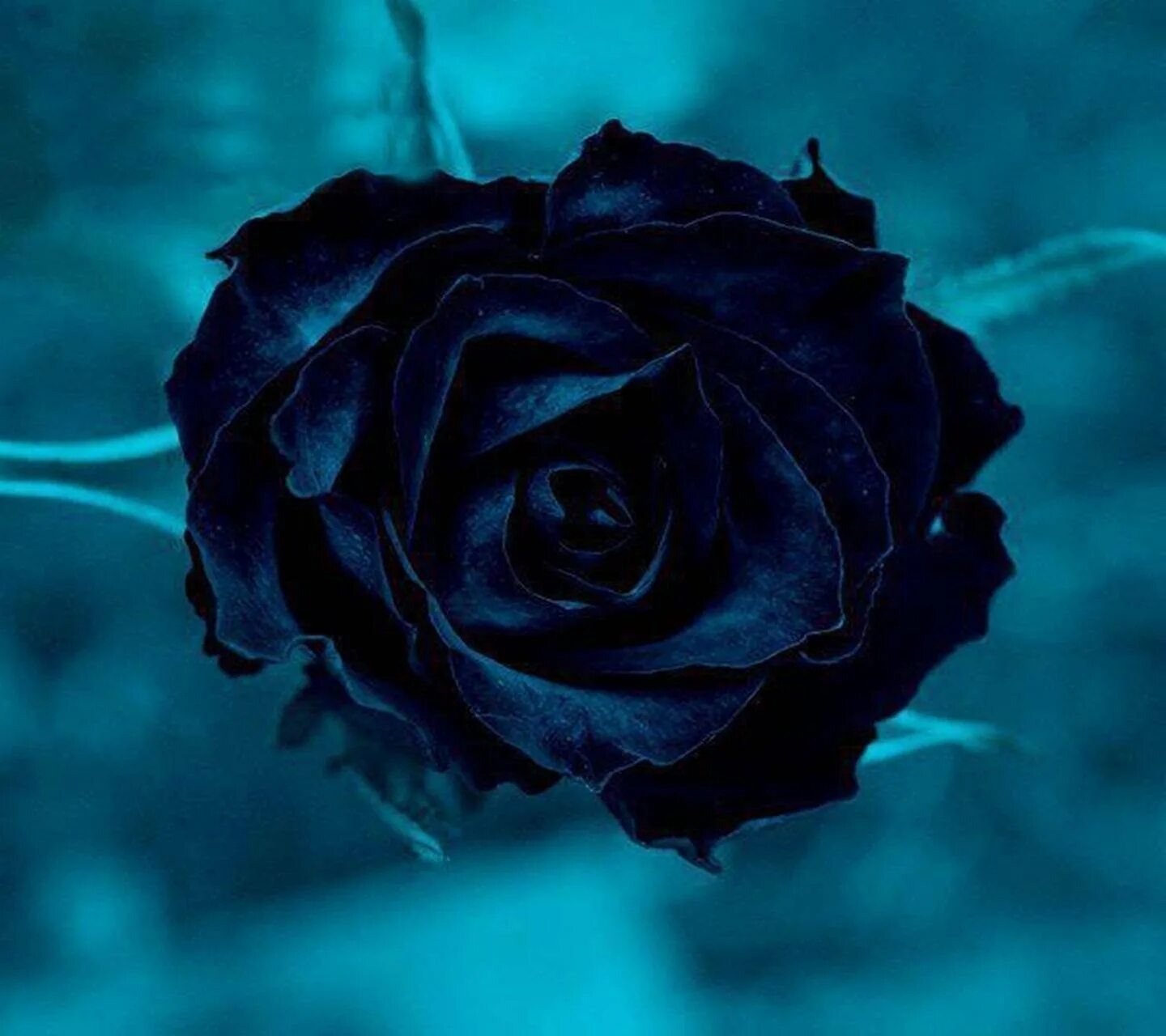 Черная розочка. Розы синие и черные. Черный цвет.