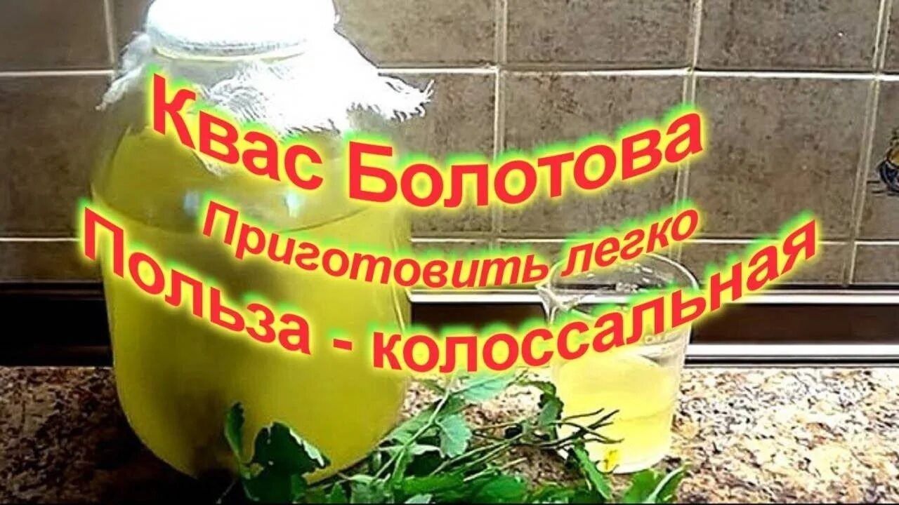 Квас на чистотеле по болотову. Квас по болотову на чистотеле рецепт. Квас из чистотела по болотову. Квас болотова на чистотеле на сыворотке. Чистотел по болотову отзывы.