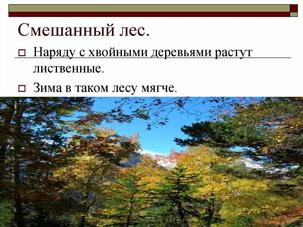 Хвойные смешанные лиственные. Смешанный лес презентация. Хвойные лиственные и смешанные леса. Интересные факты смешанных лесов. Хвойные лиственные и смешанные леса география.