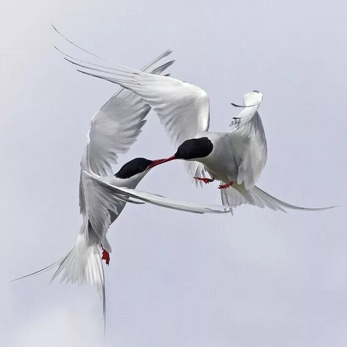 две птицы любовь. красивые голуби. влюбленные голуби. птицы обнимаются. неразлучники попугаи.