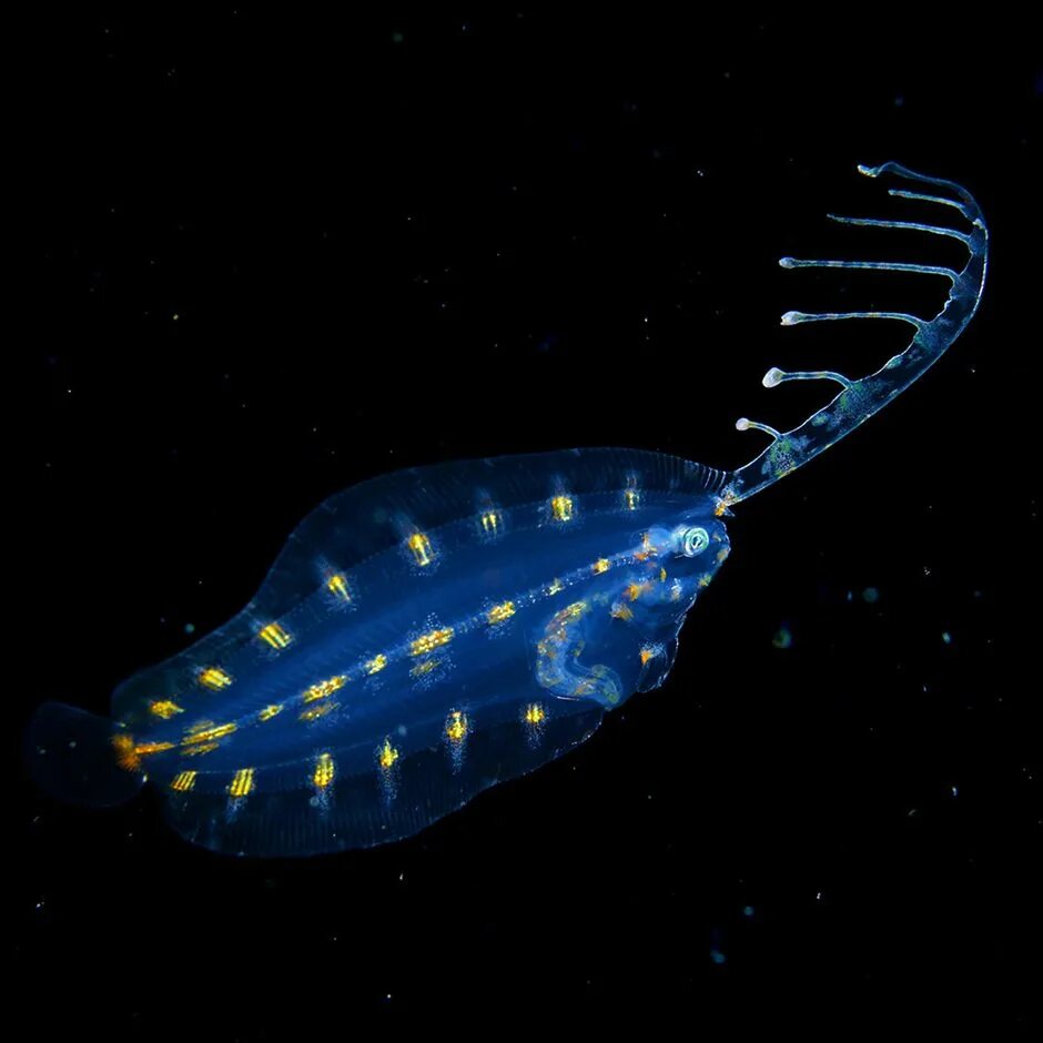 Морской планктон. Планктон медузообразный. Планктон морской обитатель. Планктон рыбки.