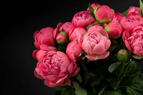 Орыс әпкесі порно