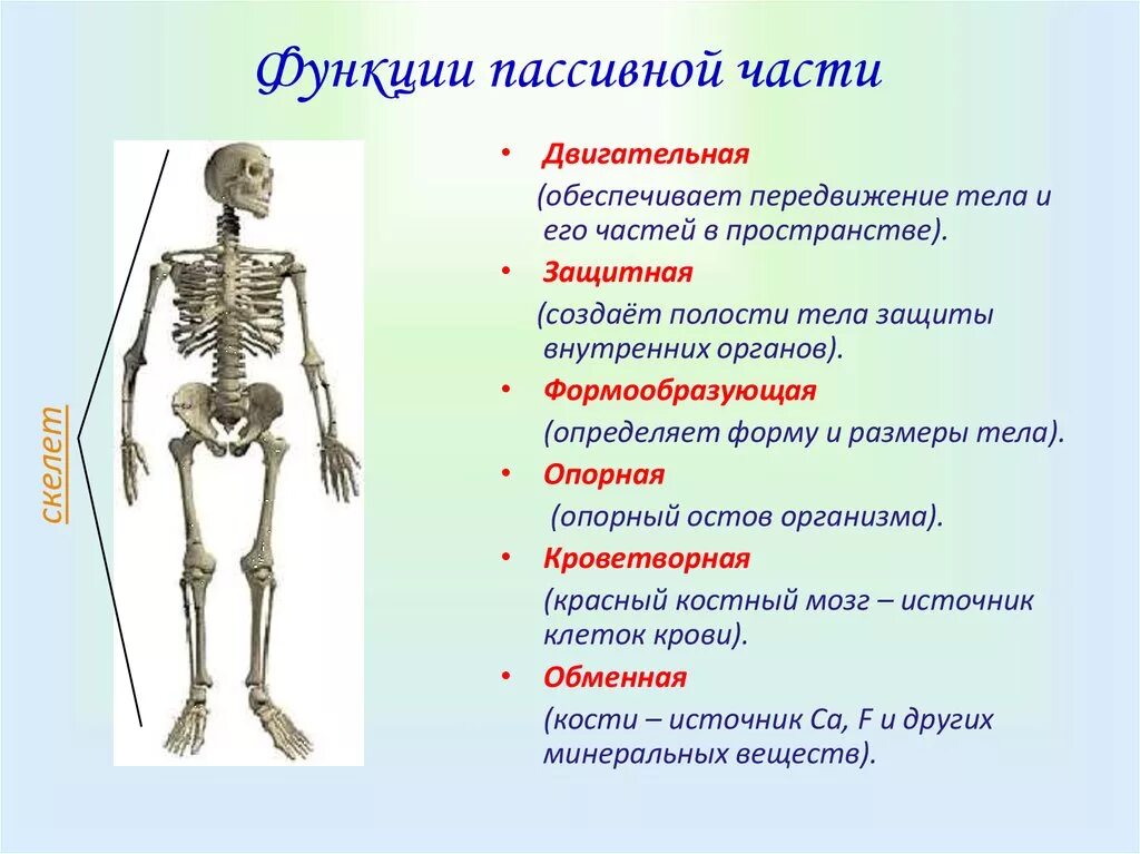 Уровни организации опоры и движения человека. Строение скелета опорно двигательная система. функции пассивной части скелета. системы органов человека опорно двигательная система функции.