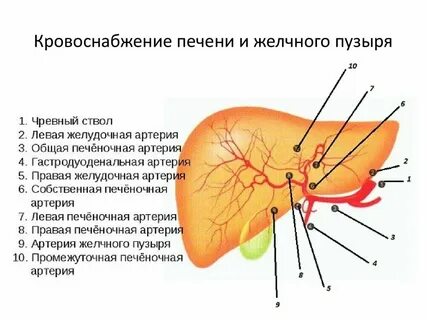 Печень кровоснабжение