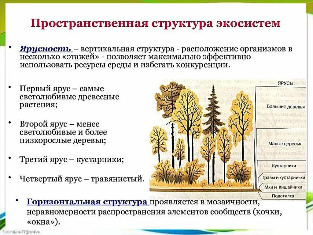 Охарактеризуйте роль ярусного размещения видов в биогеоценозе. Пространственная структура биоценоза ярусность. Пространственная структура экосистемы ярусность. Видовая структура экосистемы схема. Видовая структура пространственная структура трофическая структура.