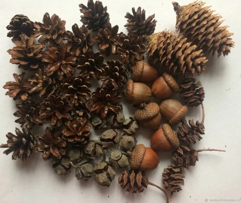 Природный материал использовавшийся как. Природный материал использовавшийся как. Сенсорные коробки с природным материалом. Природный материал использовавшийся как. Шишки желуди орехи.