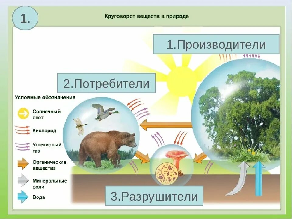 Придумать изготовить модель круговорот веществ. Модель демонстрирующая круговорот веществ в природе. модель круговорота веществ в природе 3 класс окружающий мир. модель демонстрирующая круговорот веществ 3 класс окружающий мир. модель круговорота веществ в природе окружающий мир.