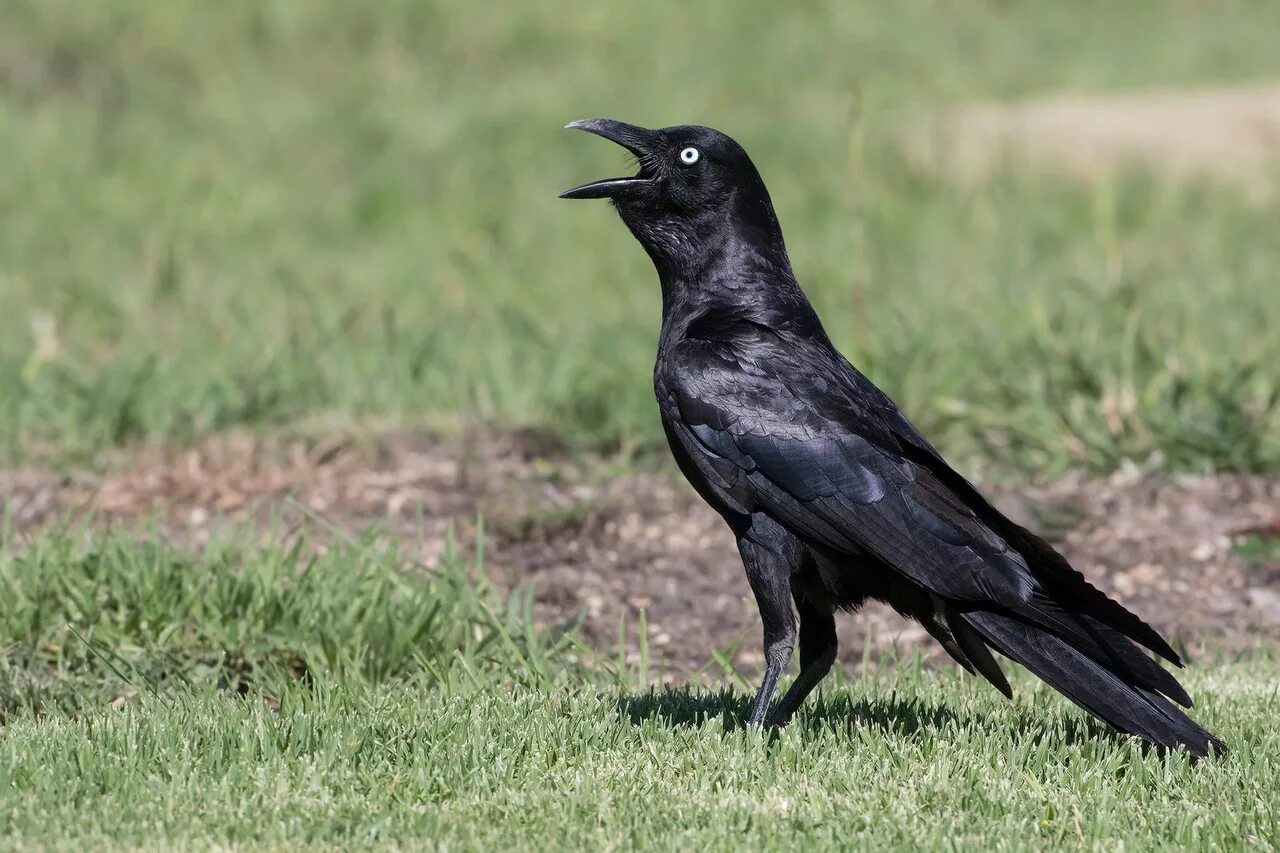 ворон вил. белошейная ворона. среда обитания ворон. среда обитания вороны. городские птицы.
