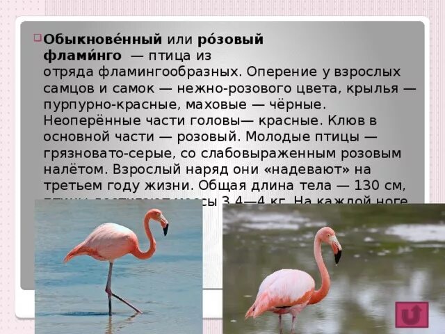 Краткое содержание Фламинго. Сообщение о Фламинго. Фламинго красная книга России. Фламинго краткое описание. Фламинго сообщение