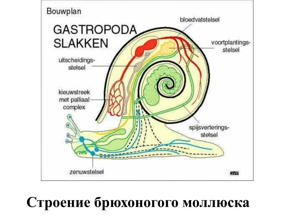 внутреннее строение брюхоногих моллюсков рисунок. схема строения брюхоногого моллюска. строение брюхоногих моллюсков схема. тип моллюски внутреннее строение. внутреннее строение брюхоногого моллюска схема.