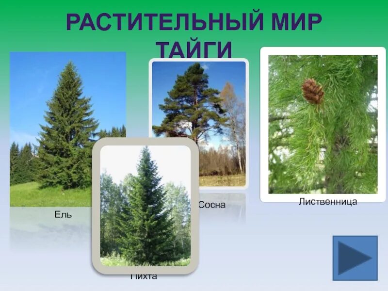 Какие растения и животные есть в тайге