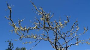 File:Lichen tree (38043231656).jpg - Wikimedia Commons