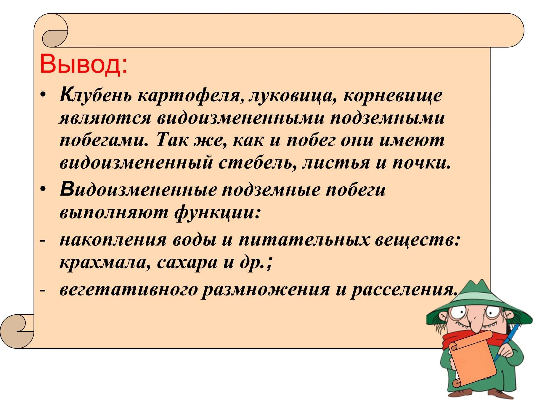 Доказать что клубень и луковица видоизмененные побеги. Доказать что клубень и луковица видоизмененные побеги вывод. доказать что клубень картофеля видоизмененный побег. доказать что клубень и луковица видоизмененный подземный побег. доказать что корневище клубень и луковица видоизмененные побеги.