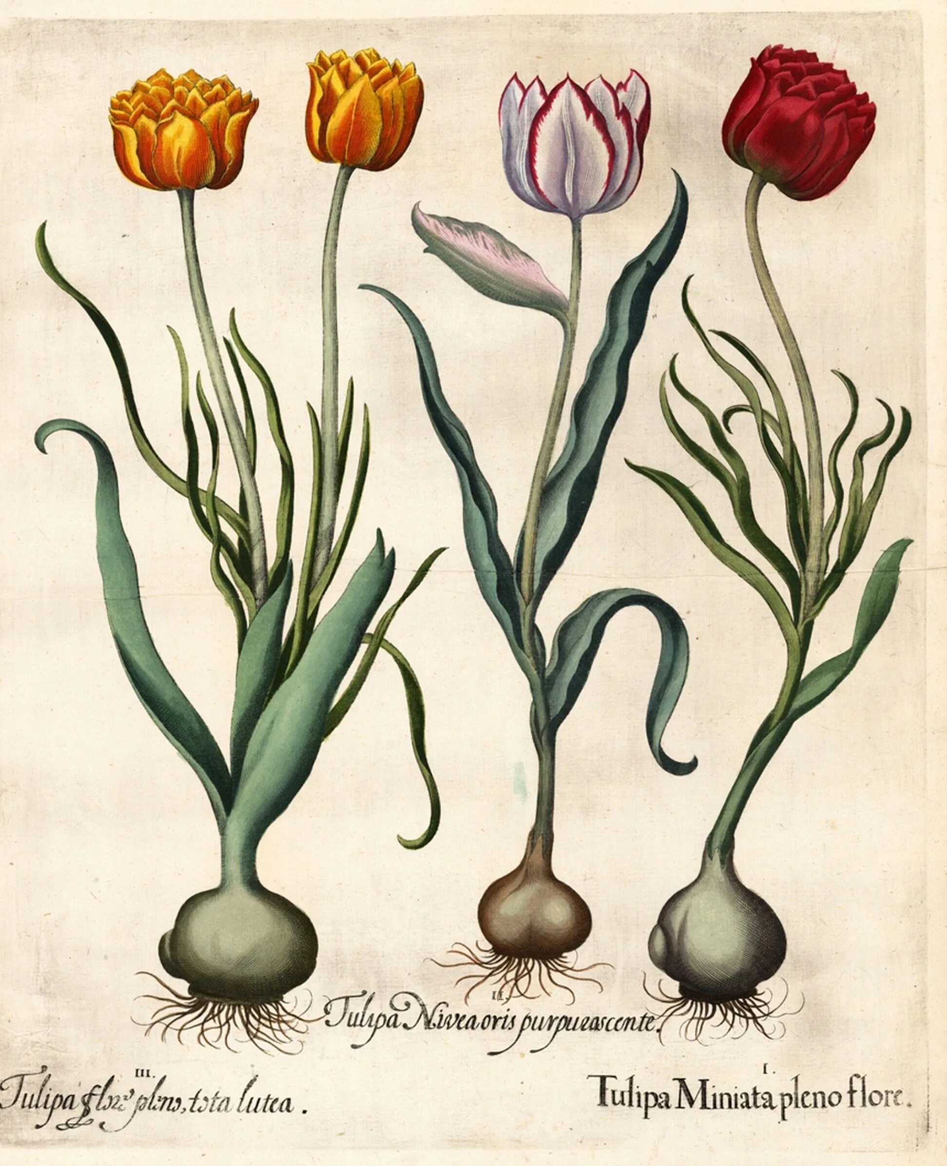 Луковица тюльпана. Луковицы крокусов. Ботанические гравюры basilius besler. Донце луковицы лилии. Корневище тюльпана.