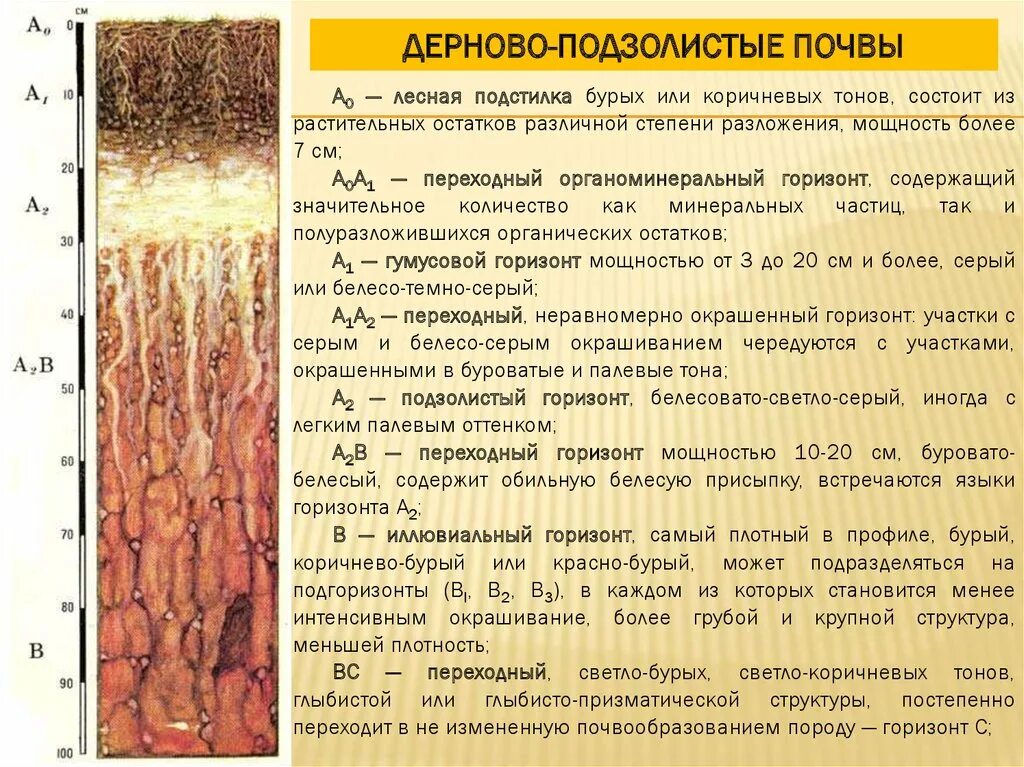 Охарактеризовать структурную почву. Почва структура почвы. Призмовидная структура почвы. Структура почвы. Дерново-подзолистые почвы гумусовый горизонт.