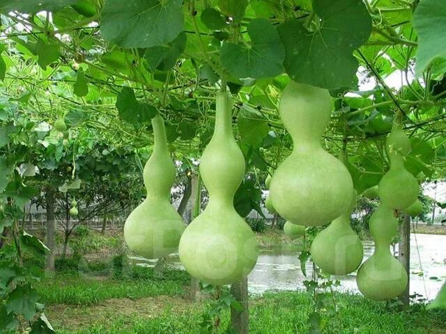 Тыквенные колечки кулинарный рецепт