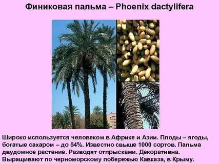 Почему пальмовое