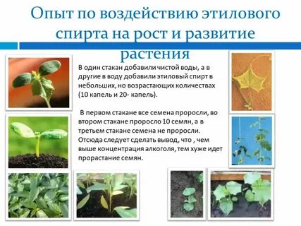 Опыт влияние
