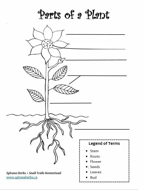 Flower exercise