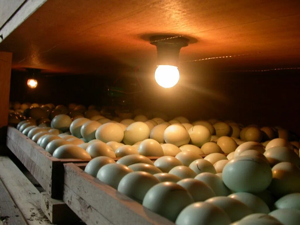 Фото яиц в инкубаторе по дням. Овоскопирование страусиных яиц. Овоскопирование утиных. Овоскопирование утиных яиц. Инкубационное яйцо овоскопирование страусиных яиц.