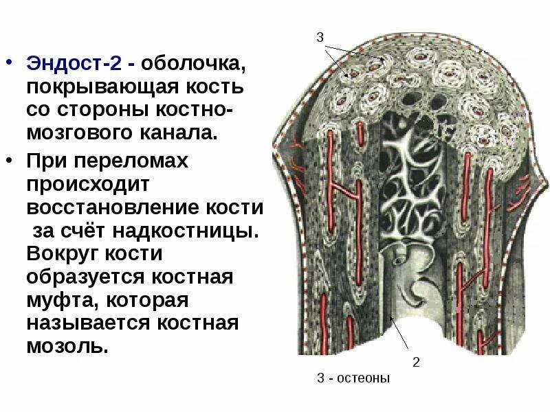 Легкие покрыты снаружи оболочкой. Эндост костной ткани. Строение кости эндост периост. Эндост трубчатой кости. Надкостница и эндост.