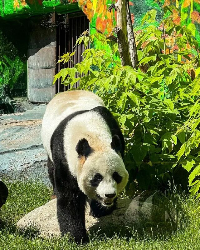 Фауна китая московский зоопарк. Можно ли увидеть панду в московском зоопарке. Панда из московского зоопарка. Панда в московском зоопарке. Можно ли увидеть панду в московском зоопарке.