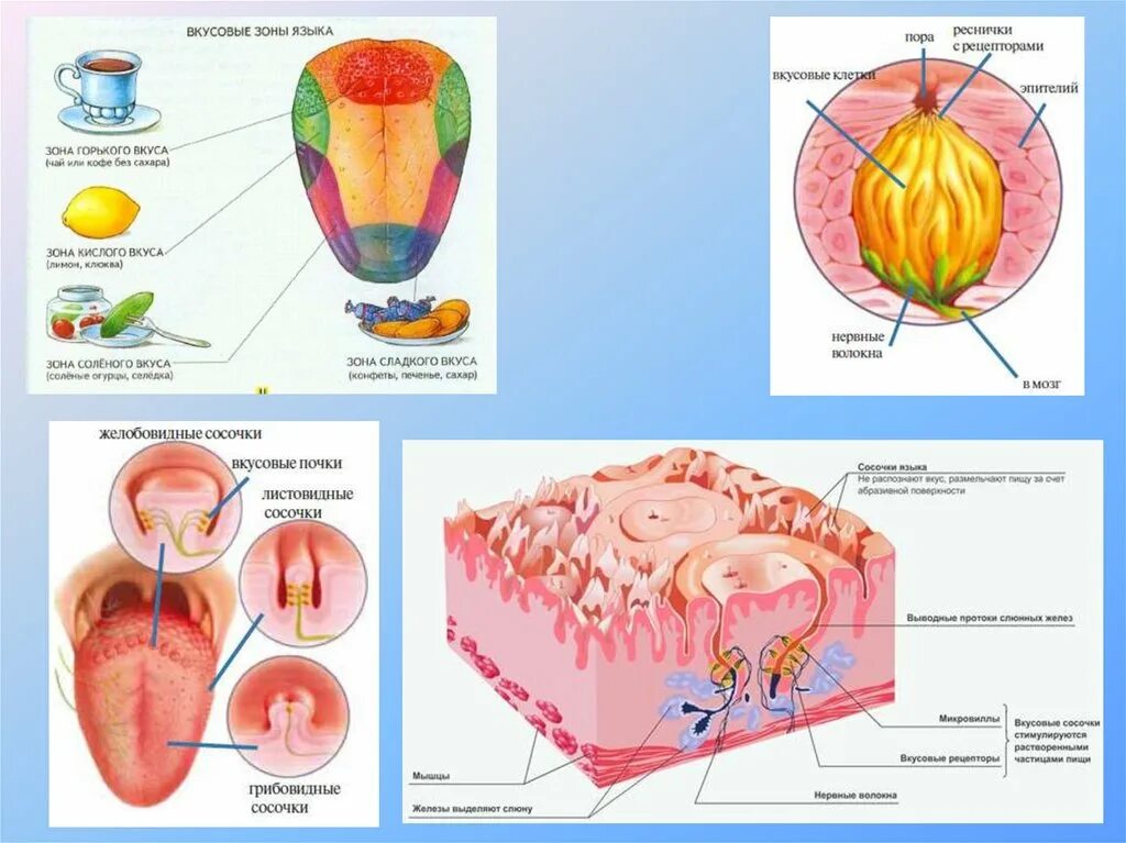 Строение языка вкусовые сосочки. Строение органа вкуса вкусовые рецепторы. Строение языка вкусовые Рецепотр. Вкусовые рецепторы на языке схема.