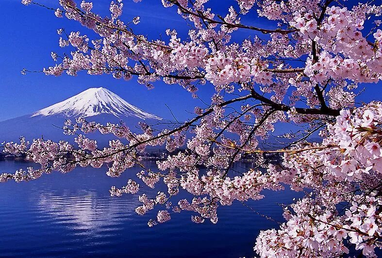Япония Сакура и Фудзияма. Цветение Сакуры Фудзияма. Япония гора Фудзияма и Сакура. Цветущая Сакура и Фудзияма. Japanese blossom