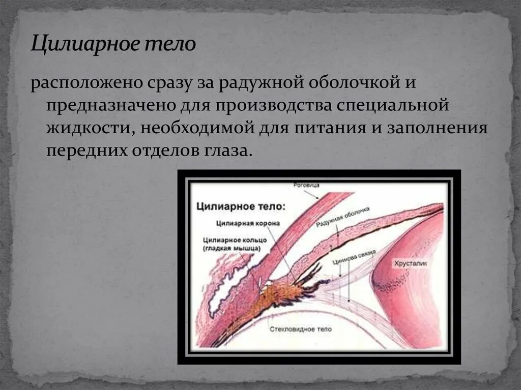 Функция ресничной мышцы