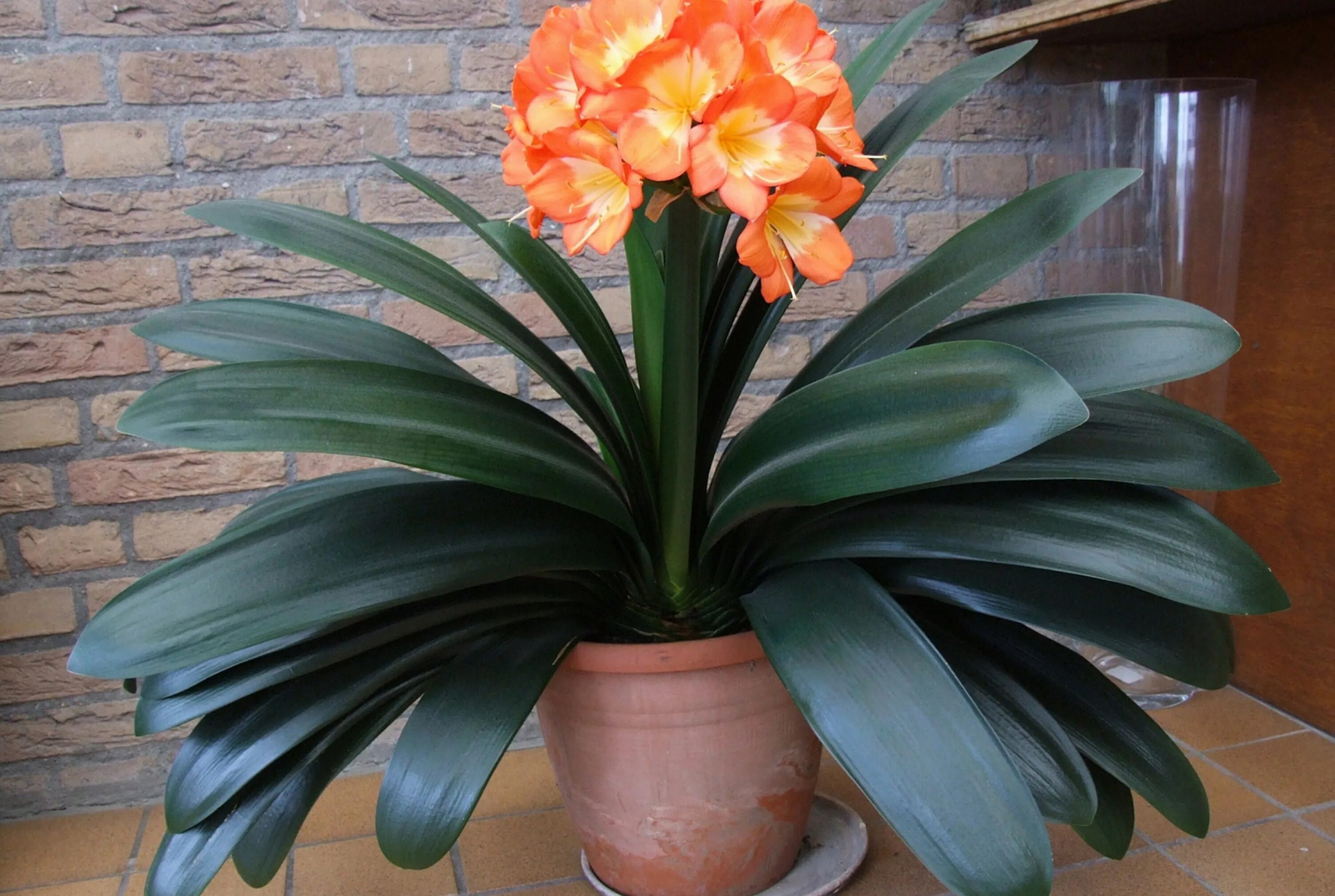 название цветка уход. спатифиллум floribundum. название цветка уход. название цветка уход. название цветка уход.