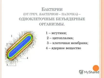 Бактерии относятся к безъядерным организмам или