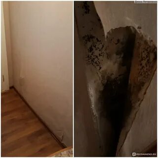 Плесень во сне