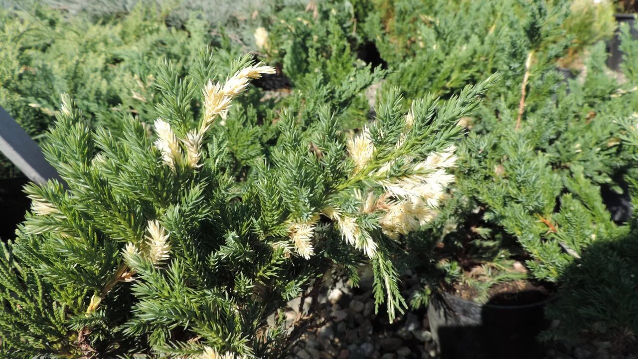 Можжевельник казацкий variegata. Можжевельник с белыми кончиками. Juniperus horizontalis andorra variegata. Можжевельник с белыми кончиками. Можжевельник экспанса вариегата.