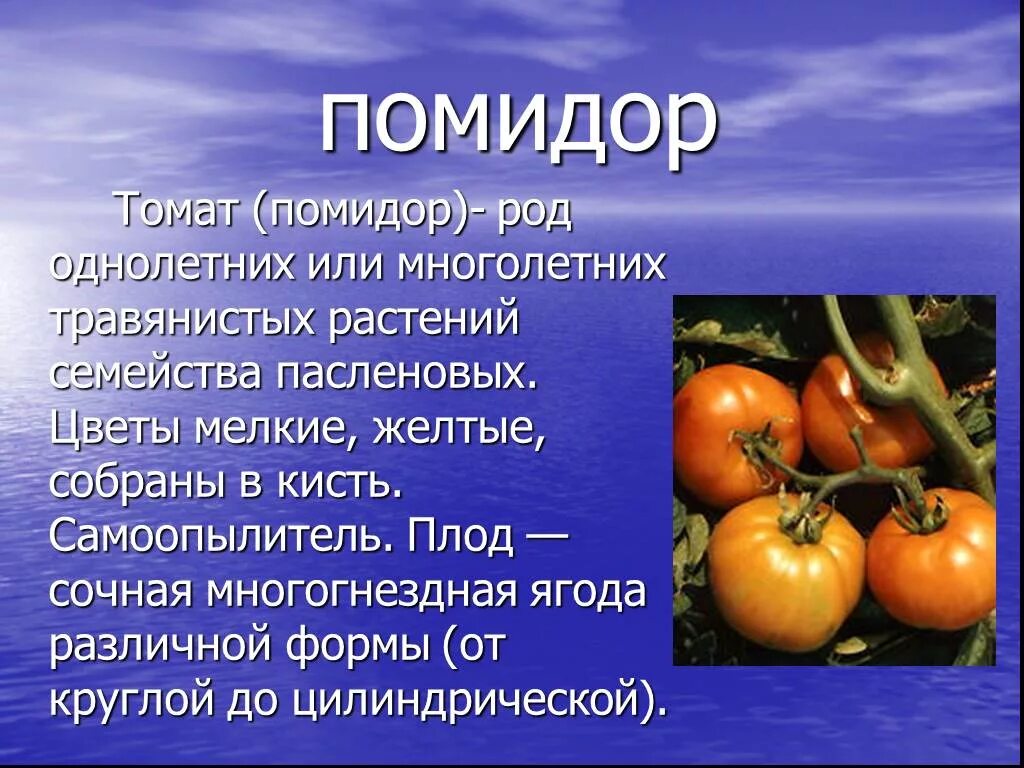 Томат или помидор однолетнее или многолетнее травянистое. Томат семейство Пасленовые. Презентация на тему помидор. Проект по биологии на тему томаты. Томат доклад.