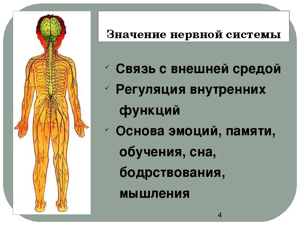 Дайте определение нервной системе. Нервная система человека. Строение нервной системы. Нервная система человека для детей. Организм человека нервная система.