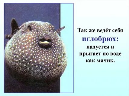 Иглобрюхи в геншин импакт