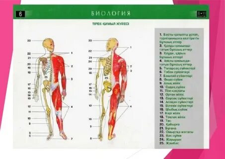 Толық сиськи порно онлайн