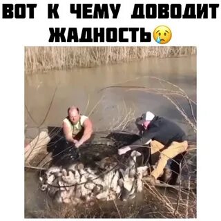 Жадность погубит