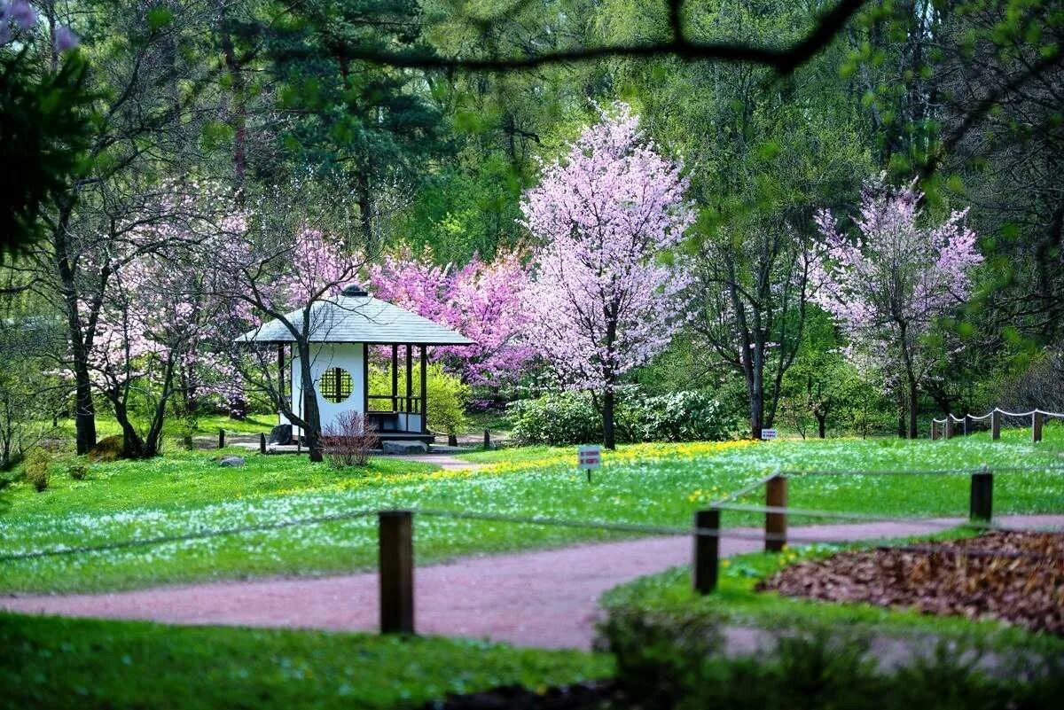 Японский сад в ботаническом саду в москве. Японский сад в москве. Японский сад в москве цицина. Японский сад в москве. Японский сад в москве.