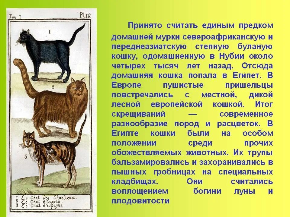 Домашние животные предки. Как человек одомашнил животных. Как люди приручили домашних животных. Дикий предок домашней кошки. Когда появились 1 кошки