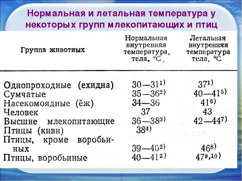 Температура 36.0 причины. Нормальные показатели температуры тела. Нормальная температура тела животных. Таблица нормы температуры тела. Какая нормальная температура у собак.