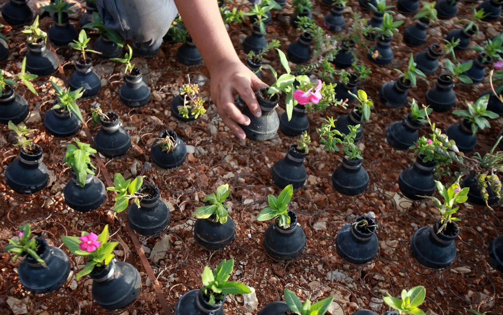 цветы для высадки в открытый грунт. сад рассада. цветы рассада. какие цветы высаживают рассадой. цветы рассада.