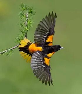 As a bird