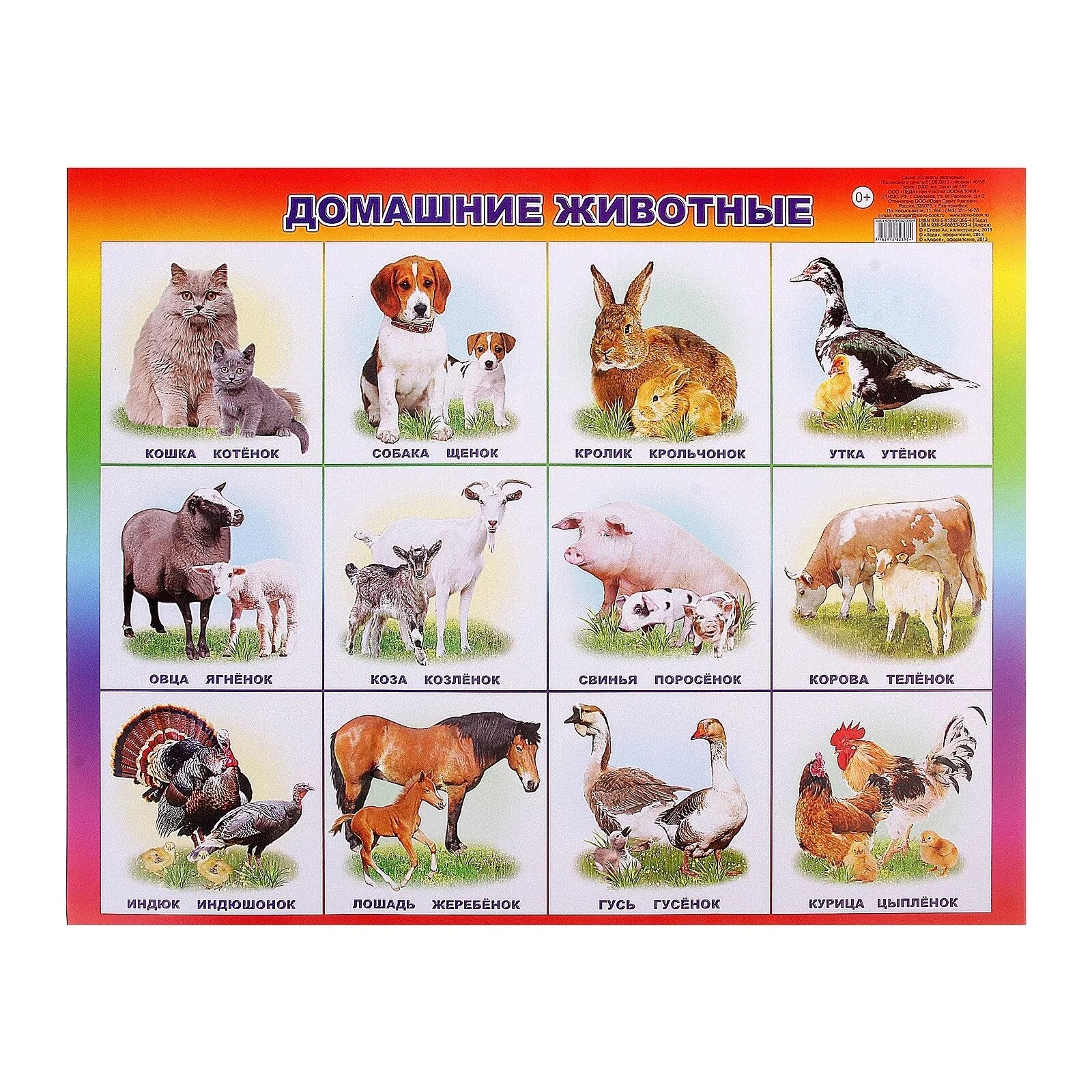 Плакат. Домашние животные.. Плакат домашние животные для детей. Плакат с домашними животными для детей. Ljvfiybtживотные для детей.